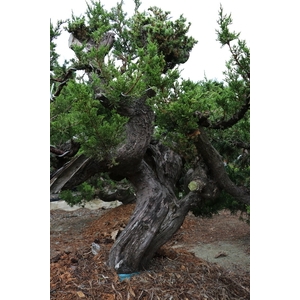 盆材 / 半庭園樹,清宏造園