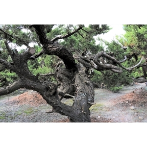 盆材 / 半庭園樹,清宏造園