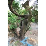 盆材 / 半庭園樹 , 清宏造園