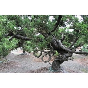 盆材 / 半庭園樹,清宏造園