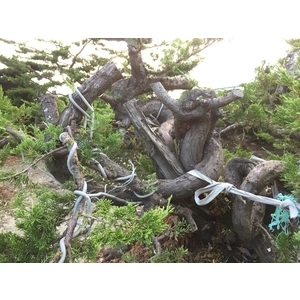 盆材 / 半庭園樹,清宏造園