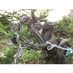 盆材 / 半庭園樹-清宏造園