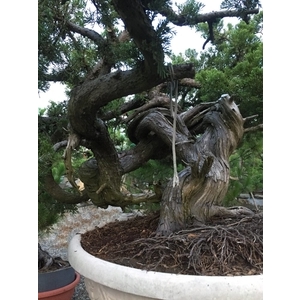 盆材 / 半庭園樹,清宏造園