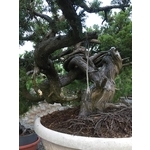 盆材 / 半庭園樹-清宏造園