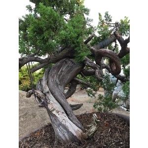 盆材 / 半庭園樹,清宏造園