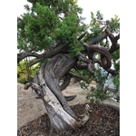 盆材 / 半庭園樹-清宏造園