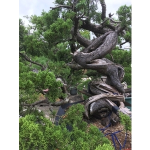 盆材 / 半庭園樹,清宏造園