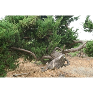 盆材 / 半庭園樹,清宏造園