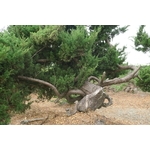 盆材 / 半庭園樹-清宏造園