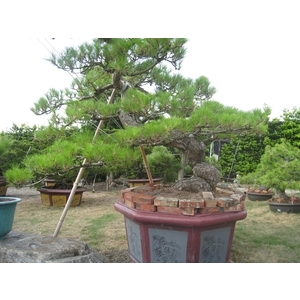 庭園樹,清宏造園