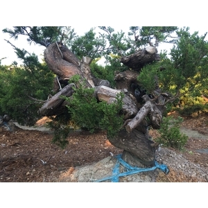 盆材 / 半庭園樹,清宏造園