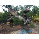 盆材 / 半庭園樹-清宏造園