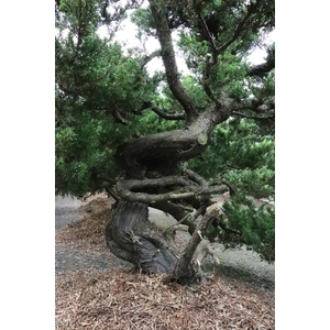 盆材 / 半庭園樹,清宏造園