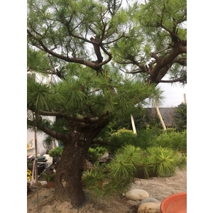 庭園樹,清宏造園