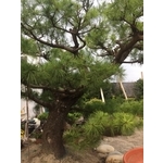 庭園樹 , 清宏造園