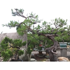 庭園樹,清宏造園