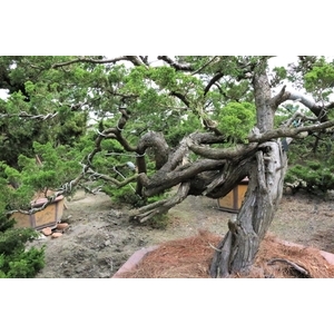 庭園樹,清宏造園