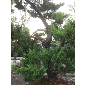 庭園樹,清宏造園