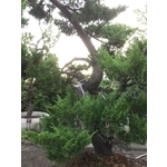 庭園樹 , 清宏造園