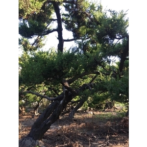 庭園樹,清宏造園