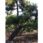 庭園樹 , 清宏造園