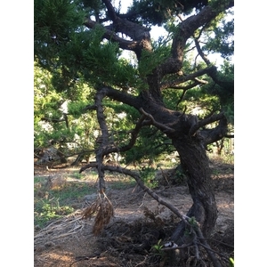 庭園樹,清宏造園