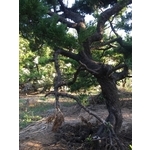 庭園樹 , 清宏造園