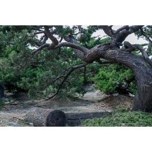 庭園樹,清宏造園