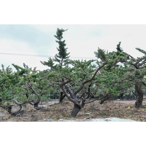 植栽園區,清宏造園