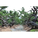 植栽園區-清宏造園