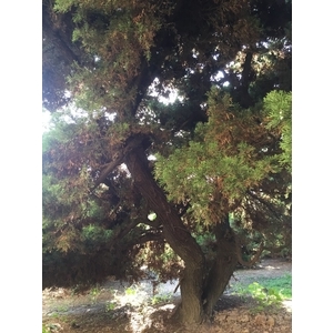 庭園樹,清宏造園