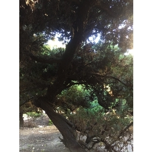 庭園樹,清宏造園