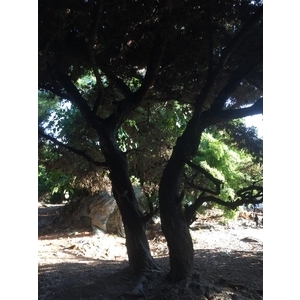 庭園樹,清宏造園