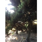 庭園樹 , 清宏造園