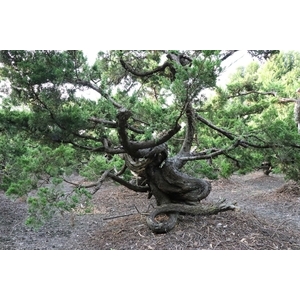 盆材 / 半庭園樹,清宏造園