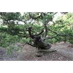 盆材 / 半庭園樹 , 清宏造園