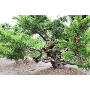 盆材 / 半庭園樹,清宏造園