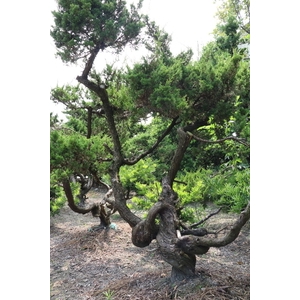 盆材 / 半庭園樹,清宏造園