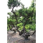 盆材 / 半庭園樹 , 清宏造園