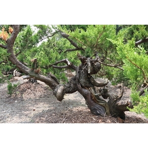 盆材 / 半庭園樹,清宏造園