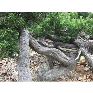 盆材 / 半庭園樹,清宏造園