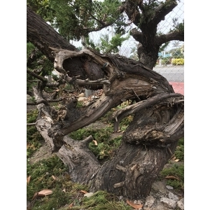 盆材 / 半庭園樹,清宏造園