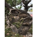 盆材 / 半庭園樹 , 清宏造園