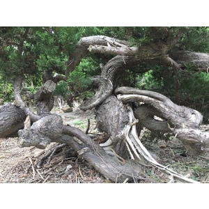 盆材 / 半庭園樹,清宏造園