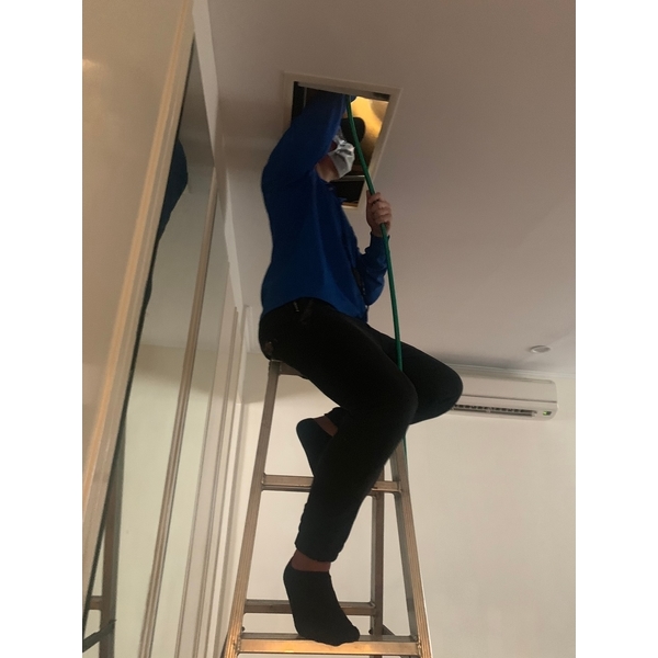 除白蟻,彼得害蟲驅除有限公司