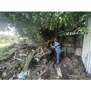 樹木和裝潢板拆除