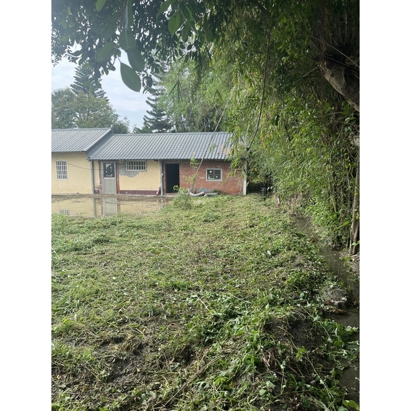 鋸樹整植