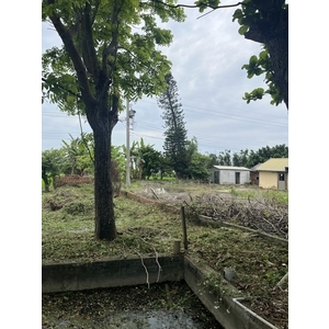 鋸樹整植 - 辰鎂工程