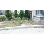 地面換土植栽 - 振新土木包工業