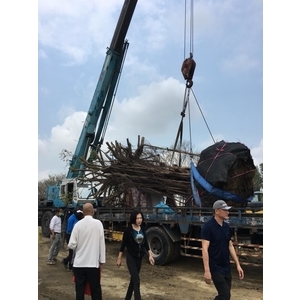 老榕樹移植